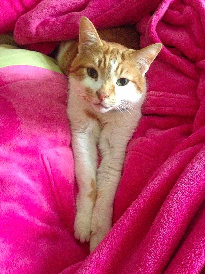 Mr Missy