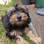 Blue participe au concours pour gagner de l'argent avec cette photo : animal, black_fur, blurred_background, child, close_up, cute, dog, furry, garden, grass, leisure, nature, outdoor, pet, playing, puppy, summer, tan_fur, toy, wood