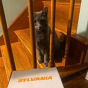 Luna Blue is registered to the contest to win money with this photo: animal, box, brown, cardboard_box, cat, curious, domestic_cat, feline, floor, gray_cat, home, indoor, looking, orange_text, pet, quiet, sitting, stairs, wooden_railings, wooden_stairs