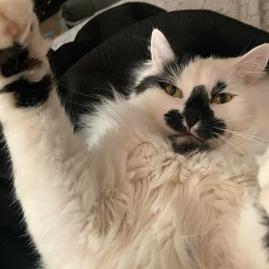 Quinton Tarantino is registered to the contest to win money with this photo: animal, bed, black_markings, blanket, cat, closeup, cute, feline, fluffy, fur, indoor, lying_down, paw, pet, portrait, relaxed, sleepy, stretching, whiskers, white