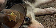 Gambino Ice is registered to the contest to win money with this photo: dog, puppy, husky, blue_eyes, cowboy_hat, carpet, indoor, close_up, cute, pet, laying_down, fur, animal, adorable, costume, face, nostril, whiskers, brown, white
