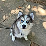 puppy, dog, husky, blue_eyes, leash, outdoor, sidewalk, concrete, autumn, leaves, cute, fluffy, pet, animal, walking, nature, young_dog, looking_up, fur, ears