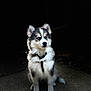 dog, puppy, husky, blue_eyes, fur, sitting, leash, collar, animal, pet, portrait, outdoor, night, concrete, cute, fluffy, alert, young_dog, mammal, canine