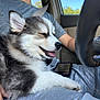 puppy, dog, person, car, steering_wheel, seatbelt, smartphone, lap, gray_clothing, window, daytime, happy, pet, inside, transportation, relaxed, closeup, fur, animal, smiling