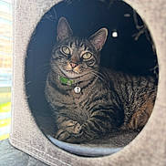 Kiwi is registered to the contest to win money with this photo: cat, tabby, pet, indoor, cozy, furniture, collar, bell, animal, cute, relaxed, portrait, feline, whiskers, ears, resting, domestic_cat, soft_light, close_up, cubby