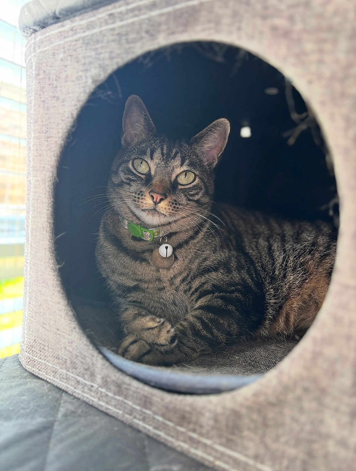 Kiwi is registered to the contest to win money with this photo: cat, tabby, pet, indoor, cozy, furniture, collar, bell, animal, cute, relaxed, portrait, feline, whiskers, ears, resting, domestic_cat, soft_light, close_up, cubby