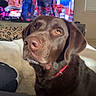 dog, labrador, chocolate_labrador, pet, indoor, television, superhero_show, red_collar, brown_fur, close_up, curious, cozy, couch, blanket, living_room, window_blinds, person_leg, fur, relaxed, watching_tv