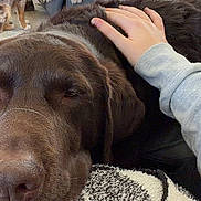 Crawford joined the competition — help win amazing prizes! dog, brown_dog, petting, hand, blanket, patterned_blanket, person, indoor, living_room, chair, knitted_throw, seated_person, background, floor, window, natural_light, fur, relaxation, companion, cozy