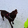 dog, chocolate_lab, snow, snowy_ground, outdoor, pet, canine, animal, winter, playful, harness, brown_dog, looking_up, fur, cold_weather, footwear, neon_pants, standing, nature, daylight
