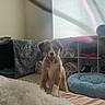 Cleo is registered to the contest to win money with this photo: puppy, dog, blue_eyes, bed, blanket, fluffy, pet_bed, window, curtains, indoor, carpet, shelf, clothes, happy, cute, pet, animal, room, home, light