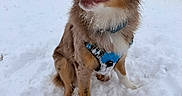 Cleo is registered to the contest to win money with this photo: dog, snow, blue_eyes, harness, outdoor, winter, pet, canine, fluffy, sitting, playful, cold, animal, fur, background, person, bright_clothing, grass, open_mouth, nature