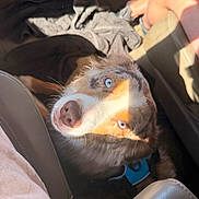 Cleo joined the competition — help win amazing prizes! dog, blue_eyes, car_interior, sunlight, pet, animal, fur, looking_up, seat, blanket, human_leg, shadow, nose, close_up, domestic_animal, companion, curious, warm_light, seatbelt, leather_seat