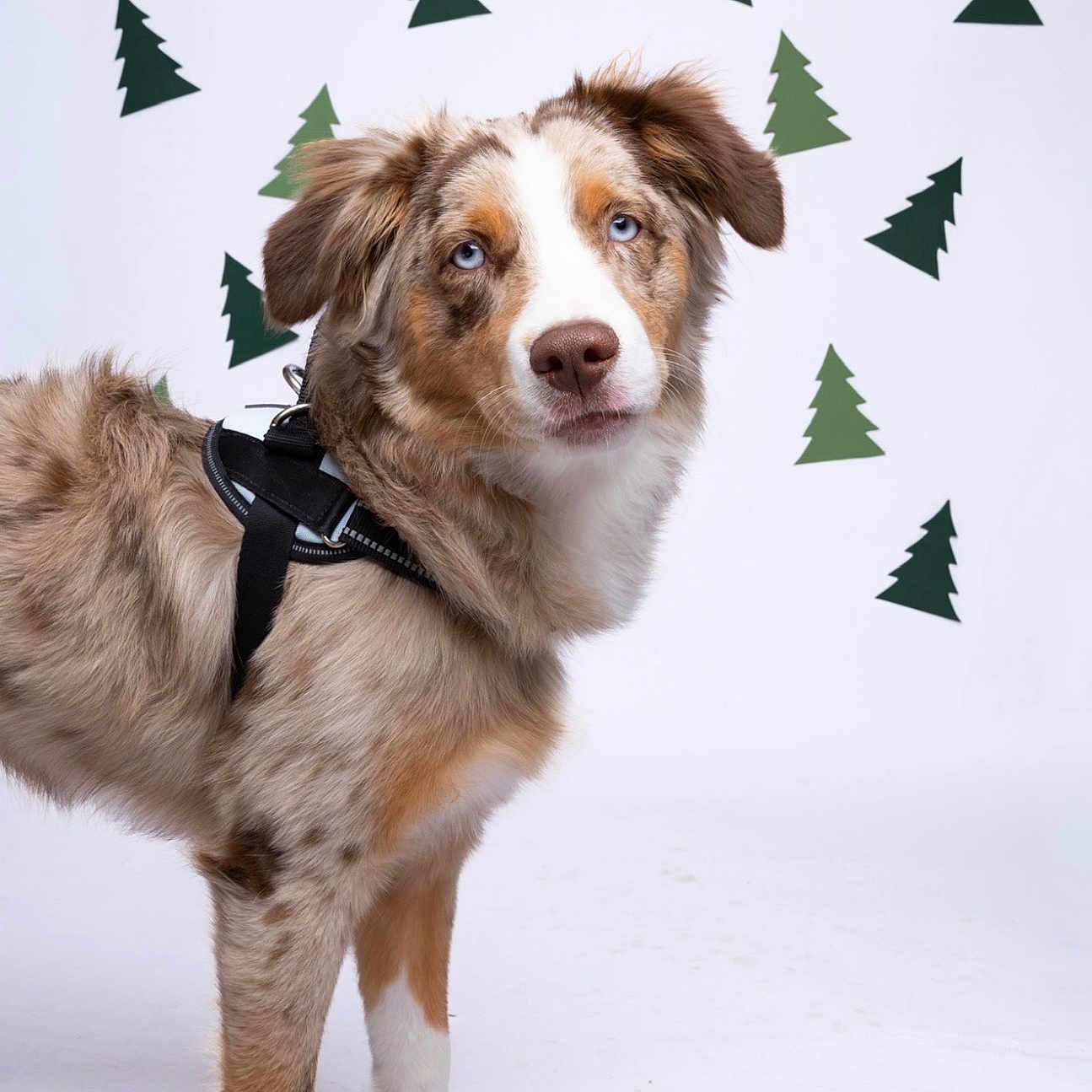 Cleo is registered to the contest to win money with this photo: dog, australian_shepherd, blue_eyes, fur, pet, animal, canine, studio, white_background, decorations, paper_trees, curious, portrait, standing, harness, fluffy, brown, white, tan, ears
