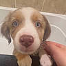 Cleo is registered to the contest to win money with this photo: puppy, dog, close_up, blue_eyes, nose, paw, bathroom, tile_wall, hand, curious, pet, young_dog, domestic_animal, fur, whiskers, cute, animal, mammal, companion, indoor