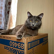 Sofia Marie joined the competition — help win amazing prizes! animal, box, cardboard_box, cat, close_up, domestic_animal, ears, feline, fur, gray_cat, home, indoor, looking, lying_down, pet, portrait, relaxed, resting, whiskers, yellow_eyes