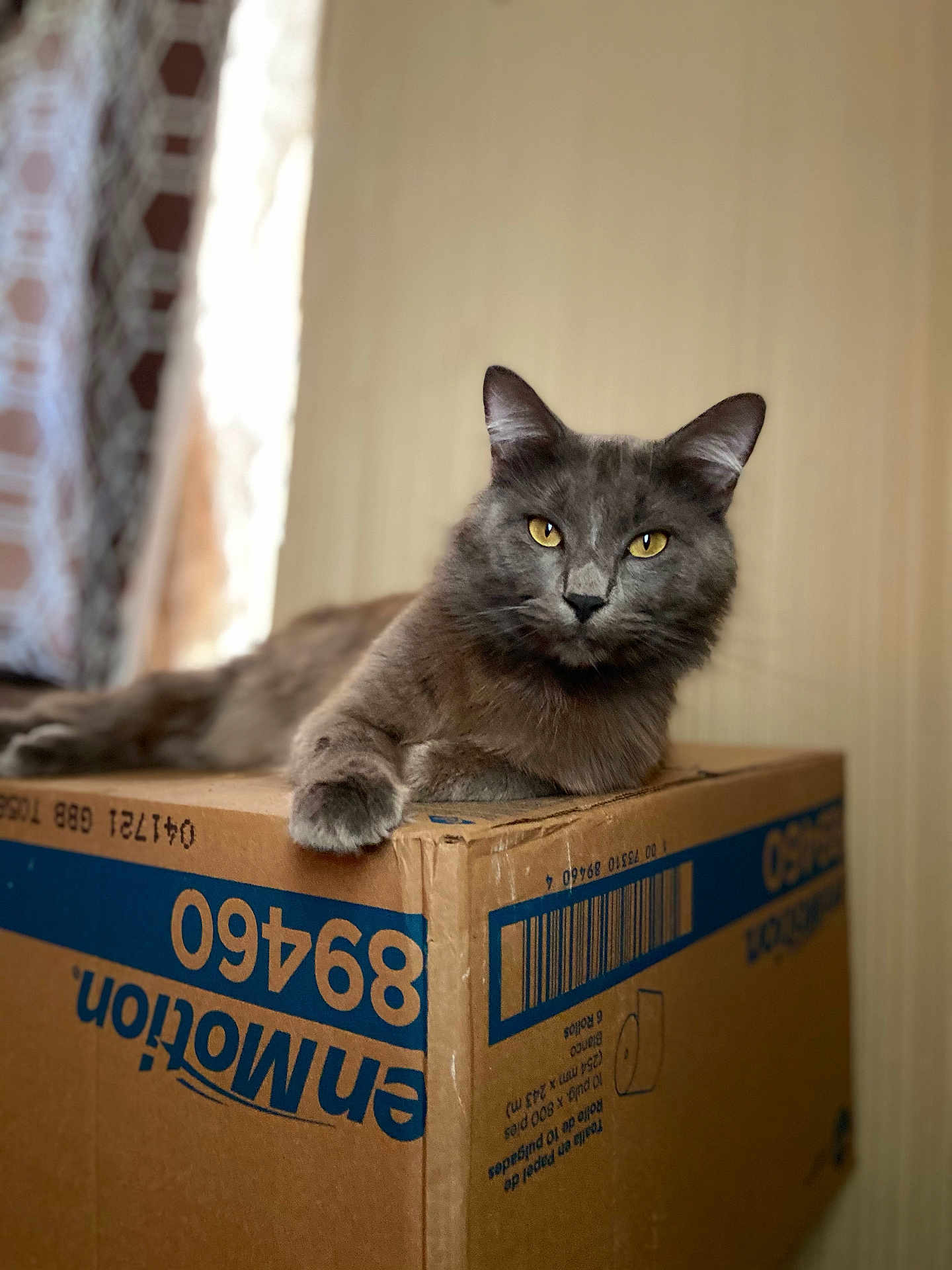 Sofia Marie joined the competition — help win amazing prizes! animal, box, cardboard_box, cat, close_up, domestic_animal, ears, feline, fur, gray_cat, home, indoor, looking, lying_down, pet, portrait, relaxed, resting, whiskers, yellow_eyes