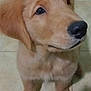 Max joined the competition — help win amazing prizes! puppy, dog, golden_retriever, pet, animal, close_up, fur, cute, young, sitting, indoor, floor, tile, looking_up, adorable, canine, face, nose, ears, whiskers