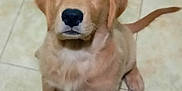 Max is registered to the contest to win money with this photo: puppy, dog, golden_retriever, pet, animal, cute, fur, sitting, floor, tile, indoor, looking_up, young, canine, adorable, tail, ears, whiskers, nose, eyes