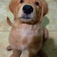 Max joined the competition — help win amazing prizes! puppy, dog, golden_retriever, cute, pet, animal, fur, sitting, indoor, floor, looking_up, adorable, young, canine, portrait, mammal, friendly, companion, domestic_animal, tail