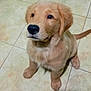 Max is registered to the contest to win money with this photo: puppy, dog, golden_retriever, pet, animal, cute, fur, indoor, floor, tile, sitting, looking_up, young, canine, adorable, mammal, companion, domestic, portrait, friendly