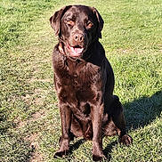 Scott participe au concours pour gagner de l'argent avec cette photo : animal, canine, chocolate_labrador, collar, daytime, dog, friendly, fur, grass, happy, labrador, mammal, nature, outdoor, path, pet, portrait, sitting, smiling, sunlight