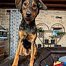 dog, pet, portrait, standing, sofa, leather, rustic, cabin, indoor, wooden_beams, stone_wall, potted_plants, curtain, toys, black_and_tan, floppy_ears, long_legs, looking_at_camera, home, cozy
