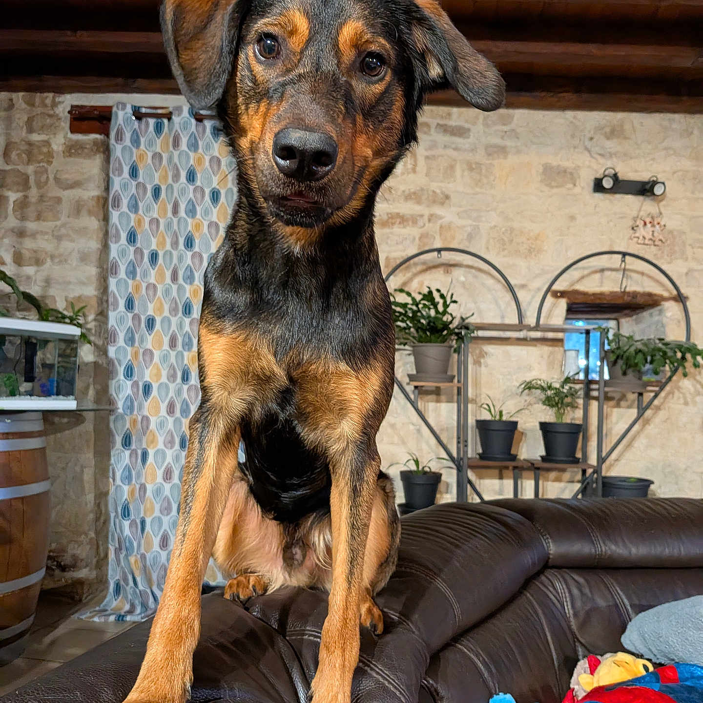 Aiko participe au concours pour gagner de l'argent avec cette photo : dog, pet, portrait, standing, sofa, leather, rustic, cabin, indoor, wooden_beams, stone_wall, potted_plants, curtain, toys, black_and_tan, floppy_ears, long_legs, looking_at_camera, home, cozy
