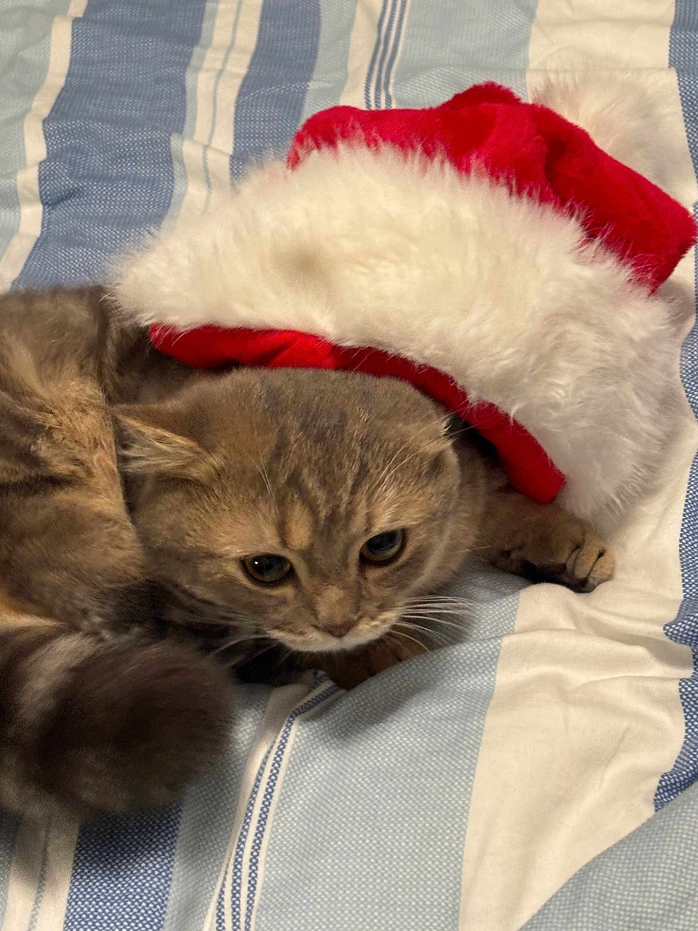 Momo joined the competition — help win amazing prizes! cat, pet, animal, fur, bed, striped_bedspread, santa_hat, red_hat, white_fur, cute, cozy, indoor, tabby, whiskers, sleepy, resting, closeup, domestic_cat, feline, soft