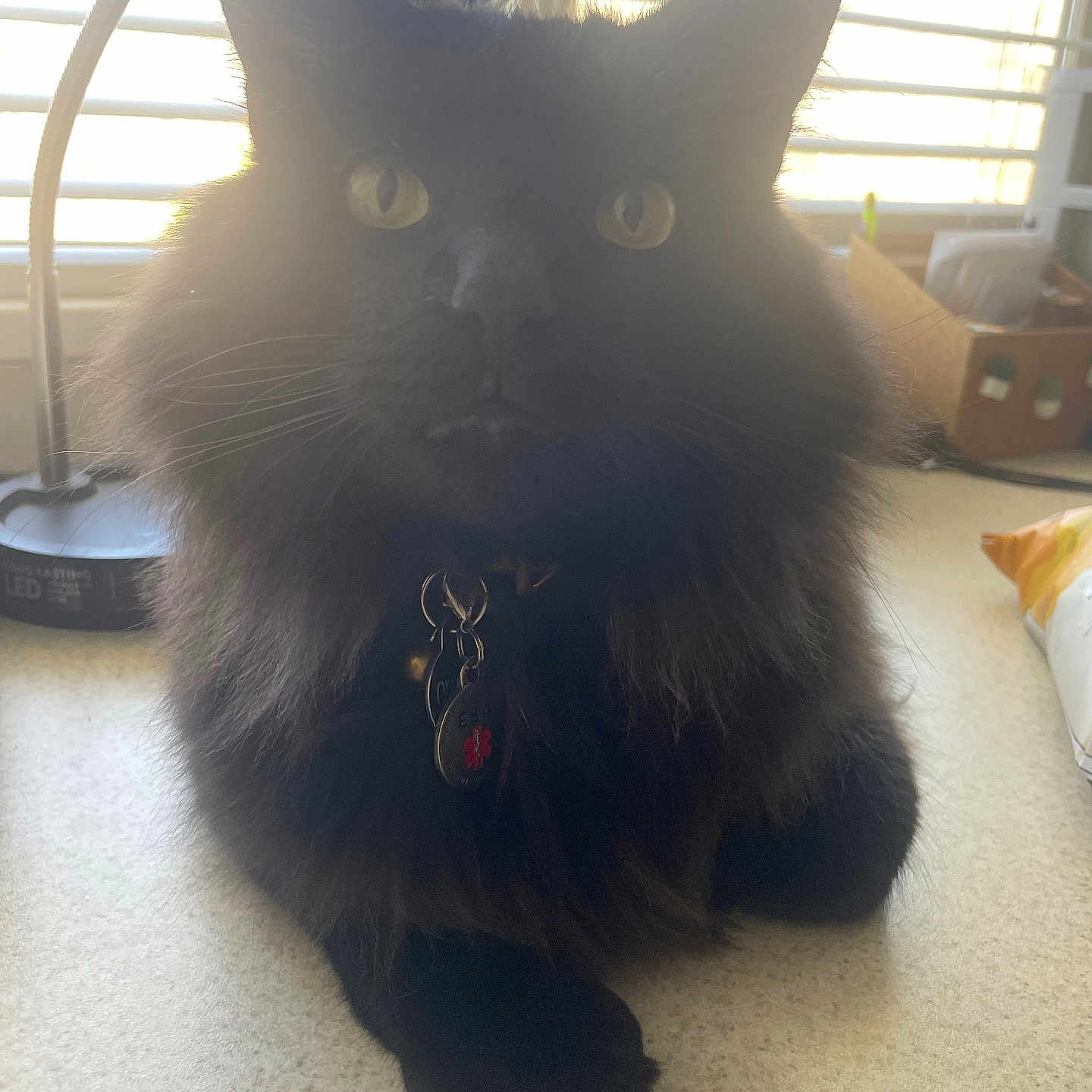 Quill is registered to the contest to win money with this photo: accessories, angora, animal, blackcat, box, canine, cat, collar, couch, curtain, cushion, furniture, homedecor, indoors, kitten, manx, pet, window, windowshade, wood