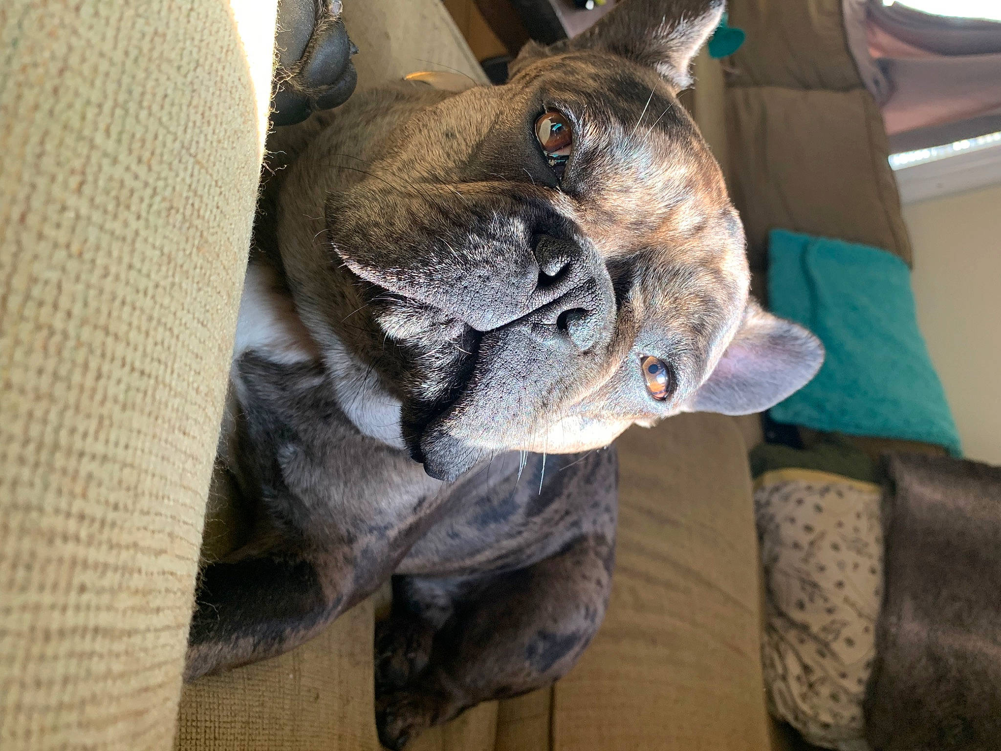 Poncho is registered to the contest to win money with this photo: art, carnivore, collar, comfort, companion_dog, dog, dog_breed, ear, fawn, felidae, fur, sculpture, small_to_medium_sized_cats, snout, sporting_group, terrestrial_animal, toy_dog, whiskers, working_animal, wrinkle