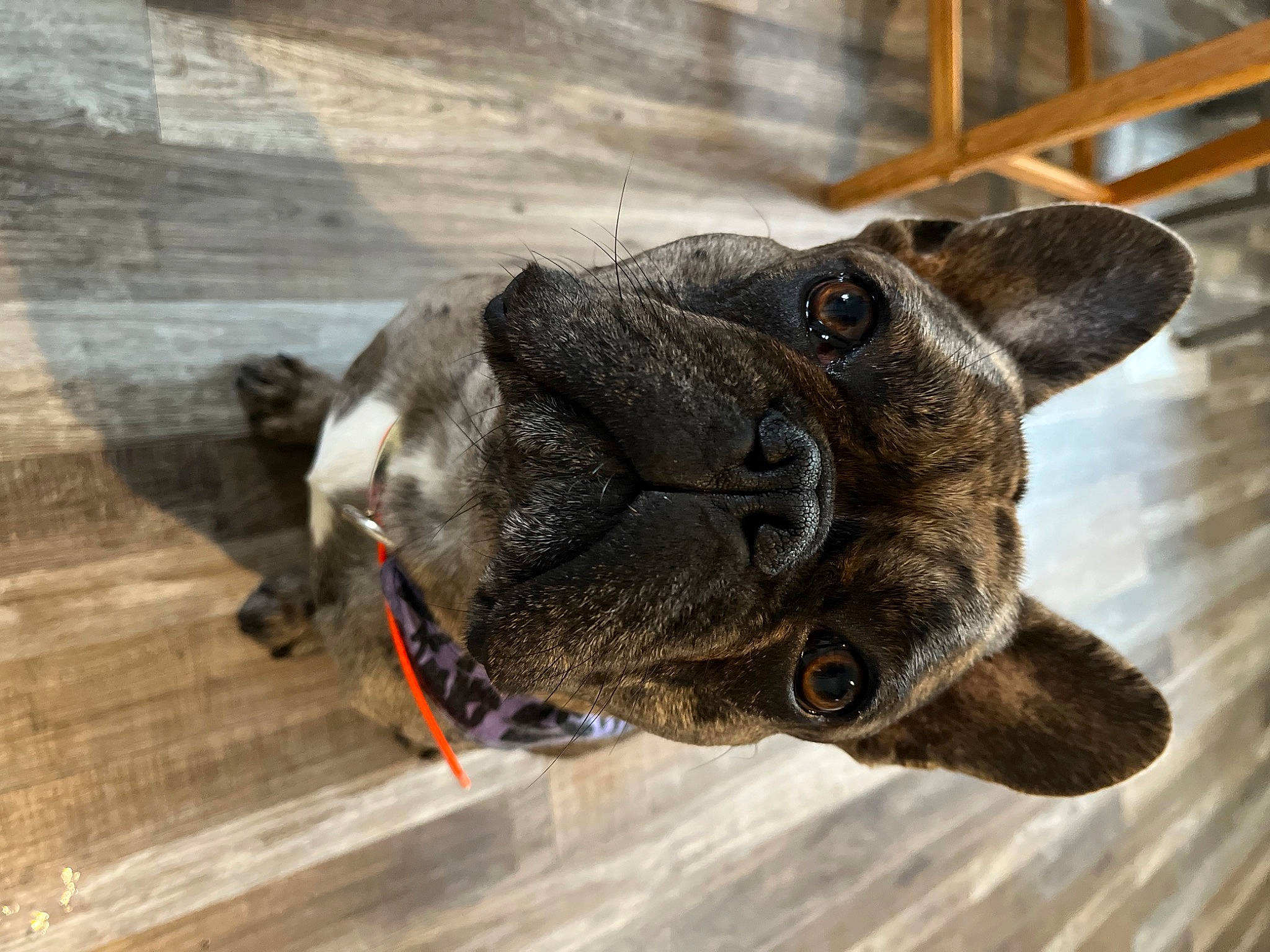 Poncho joined the competition — help win amazing prizes! bat, canidae, carnivore, collar, dog_breed, dog_collar, fawn, fur, hardwood, insect, liver, non_sporting_group, plant, snout, sporting_group, terrestrial_animal, whiskers, wood, working_animal