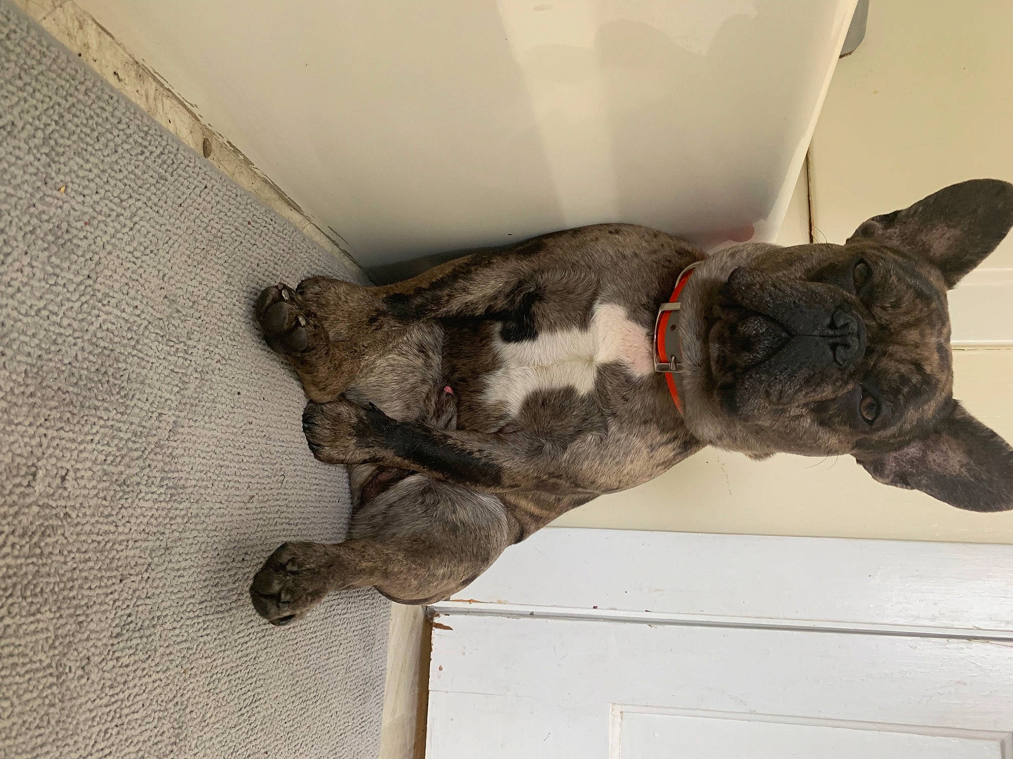 Poncho is registered to the contest to win money with this photo: canidae, carnivore, claw, companion_dog, dog, dog_breed, domestic_short_haired_cat, fawn, felidae, fur, non_sporting_group, paw, small_to_medium_sized_cats, sporting_group, tail, whiskers, wood, working_animal