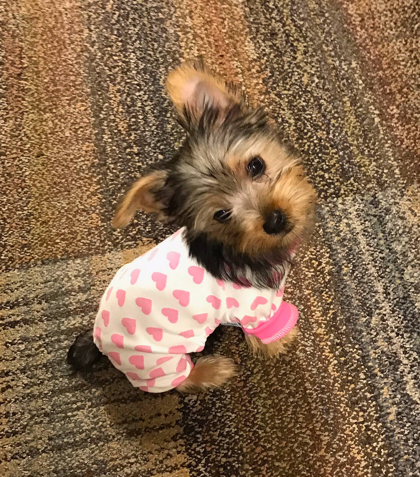 Maggie is registered to the contest to win money with this photo: cairn_terrier, canidae, carnivore, companion_dog, dog, dog_breed, dog_clothes, dog_supply, mammal, morkie, puppy, rare_breed_dog, schnoodle, small_terrier, terrier, toy_dog, yorkipoo, yorkshire_terrier