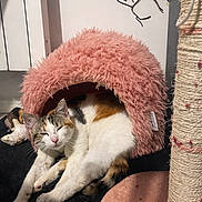 Wanda participe au concours pour gagner de l'argent avec cette photo : animal, black_surface, calico_cat, cat, cozy, cute, feline, fluffy_bed, fur, home_interior, indoor, line_drawing, pet, pink_bed, relaxed, resting_cat, scratching_post, sleepy, toy, wall_art