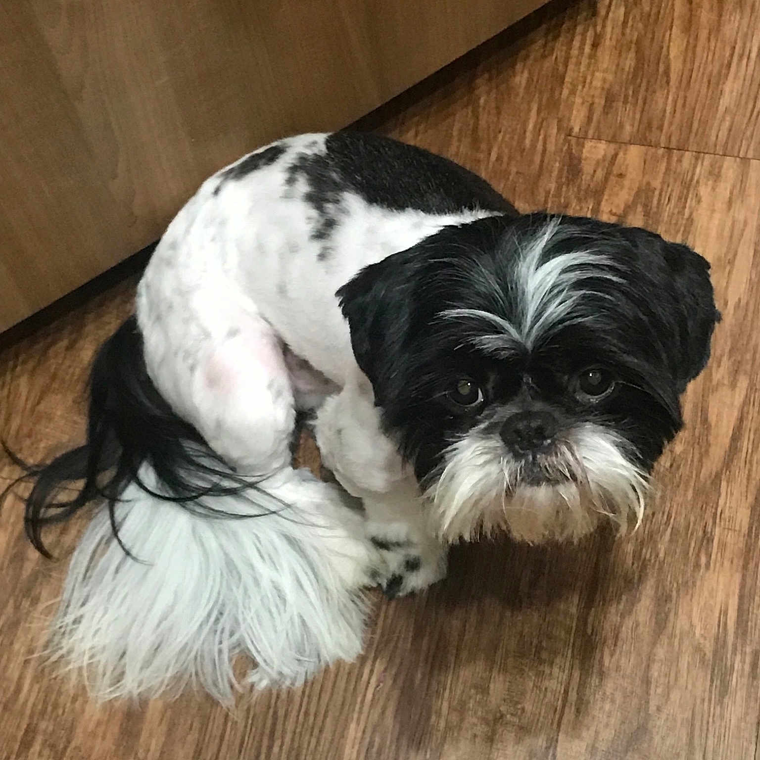 Willy is registered to the contest to win money with this photo: canidae, carnivore, chinese_imperial_dog, cockapoo, companion_dog, dog, dog_breed, kyi_leo, lhasa_apso, lowchen, mal_shi, maltepoo, mammal, puppy, shih_poo, shih_tzu, snout, sporting_group, toy_dog, vertebrate