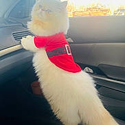 Vago joined the competition — help win amazing prizes! animal, car_interior, cat, curious, cute, dashboard, domestic_cat, feline, fluffy, fur, holiday_outfit, indoor, pet, red_clothing, seat, side_view, standing, vehicle, white_cat, window
