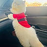 animal, car_interior, cat, curious, cute, dashboard, domestic_cat, feline, fluffy, fur, holiday_outfit, indoor, pet, red_clothing, seat, side_view, standing, vehicle, white_cat, window