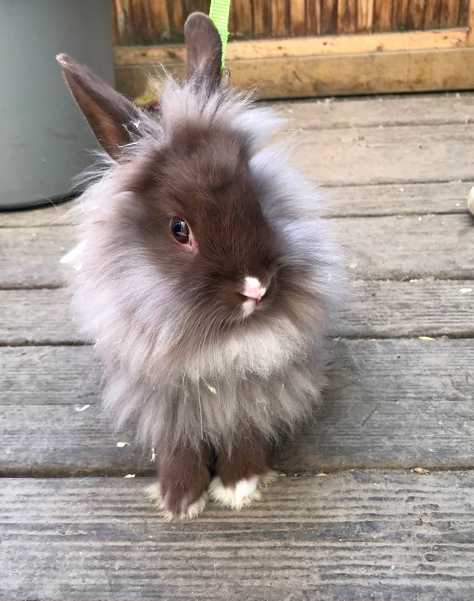 Ally participe au concours pour gagner de l'argent avec cette photo : angora_rabbit, domestic_rabbit, ear, fur, hare, plant, rabbit, rabbits_and_hares, snout, whiskers, wood_rabbit