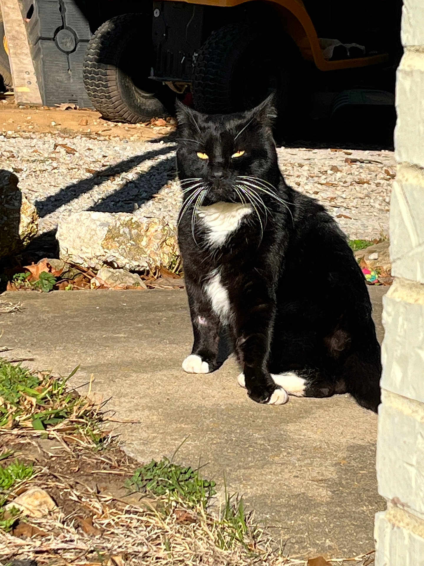 Blacky is registered to the contest to win money with this photo: cat, tuxedo_cat, pet, animal, whiskers, sitting, outdoor, concrete, driveway, sunlight, shadow, gravel, rock, tire, vehicle, porch, paw, yellow_eyes, black_and_white, fur