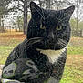 cat, tuxedo_cat, whiskers, window, dirty_window, glass, raindrops, reflection, closeup, yellow_eyes, white_chest, black_fur, outdoor, trees, grass, yard, paw, towel, pet, stare