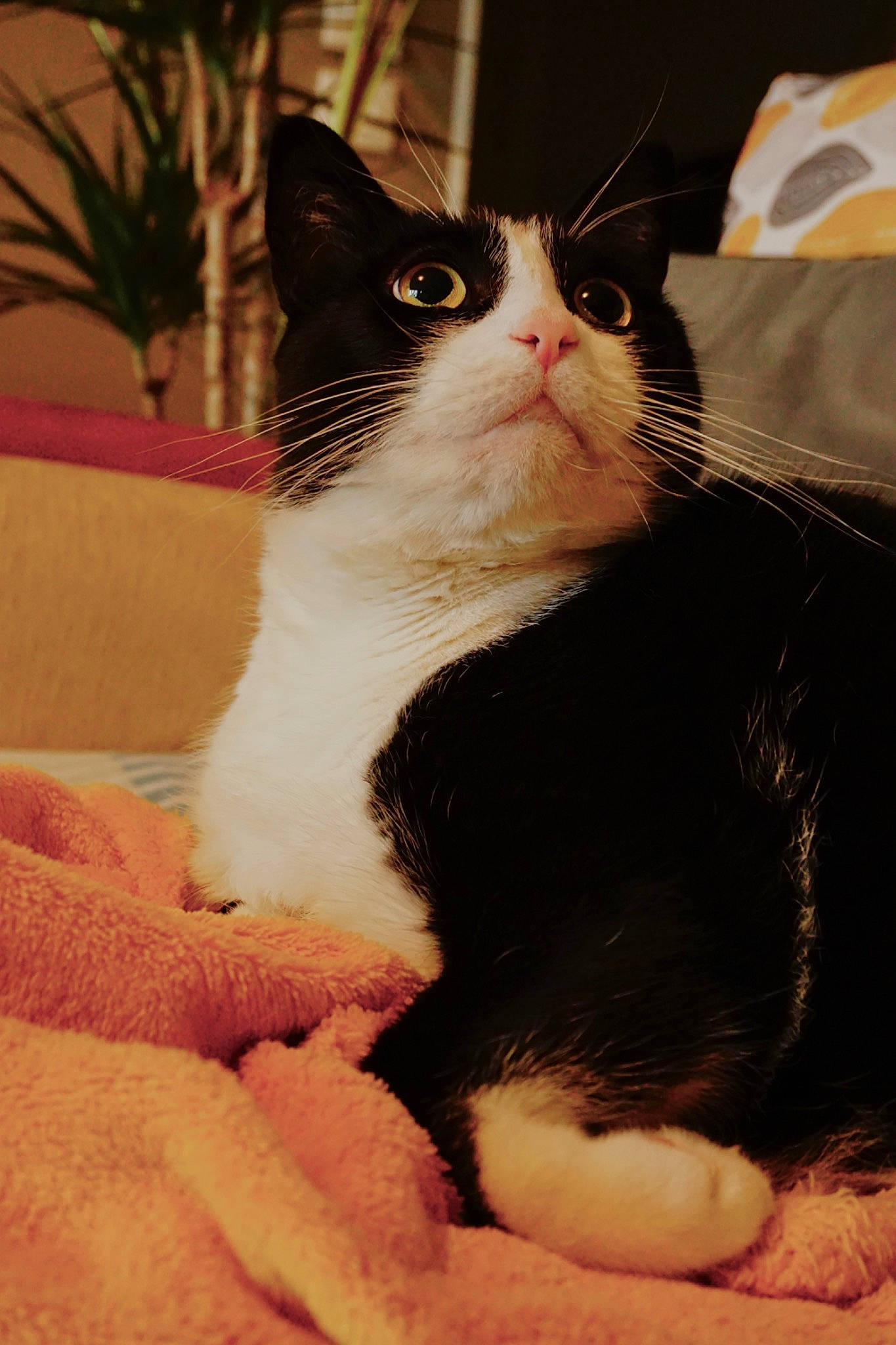 Molly a rejoint le concours — aidez-le/la à gagner de superbes lots ! carnivore, cat, claw, comfort, domestic_short_haired_cat, felidae, foot, fur, houseplant, paw, plant, sitting, small_to_medium_sized_cats, snout, tail, whiskers