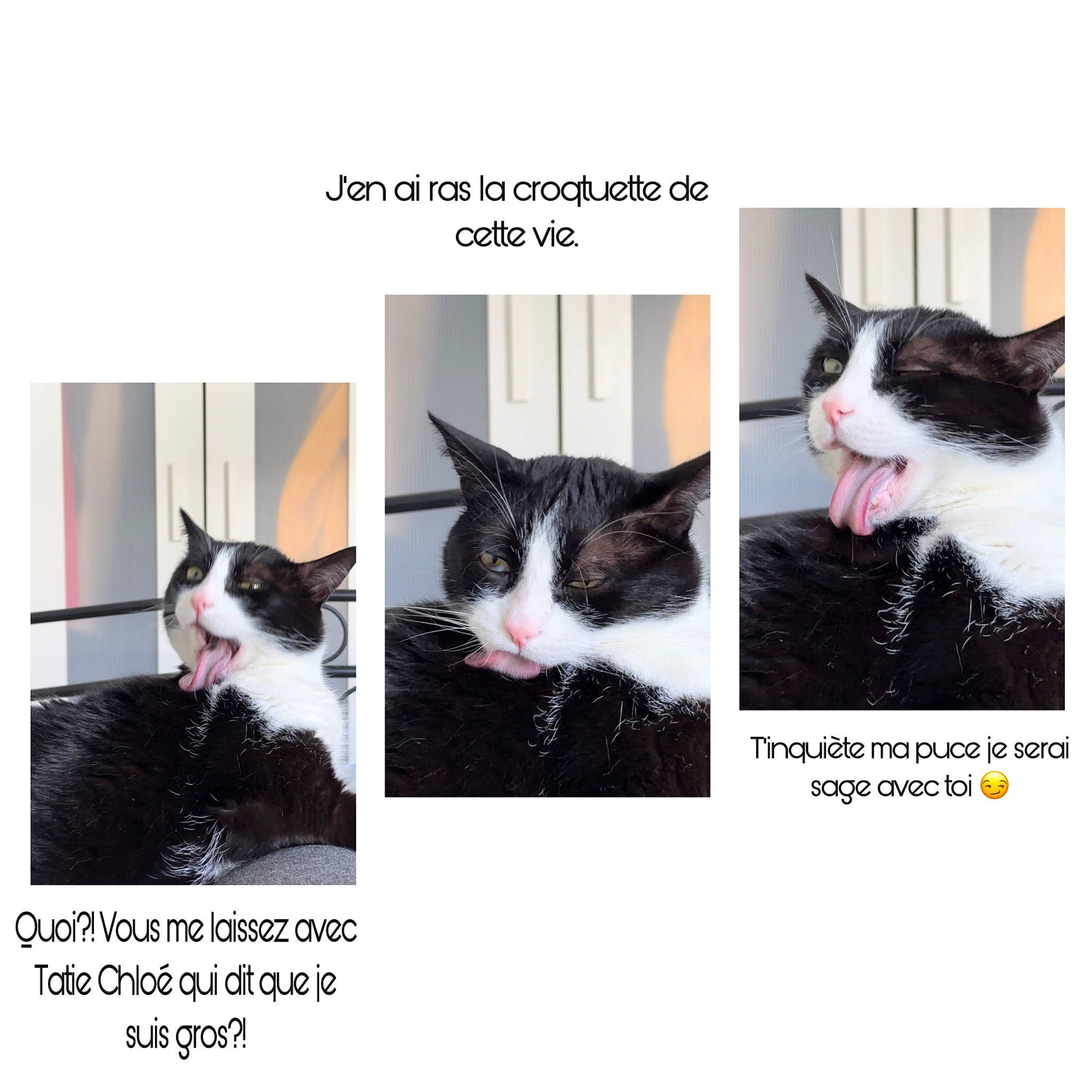 Molly participe au concours pour gagner de l'argent avec cette photo : art, carnivore, cat, domestic_short_haired_cat, felidae, font, formal_wear, fur, mammal, monochrome_photography, paw, photo_caption, rectangle, small_to_medium_sized_cats, stock_photography, tail, vertebrate, whiskers