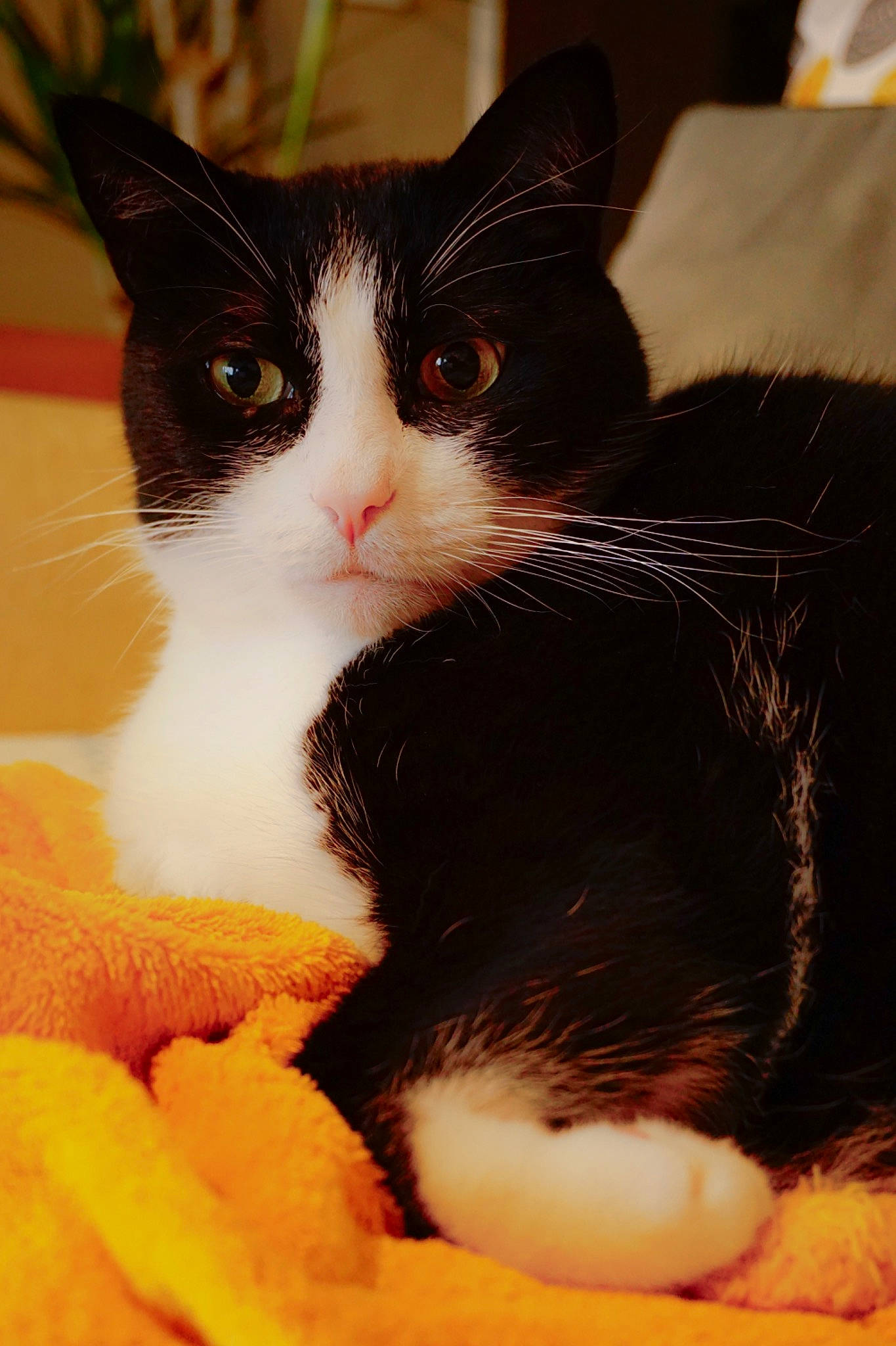 Molly a rejoint le concours — aidez-le/la à gagner de superbes lots ! carnivore, cat, claw, comfort, domestic_short_haired_cat, felidae, foot, fur, gesture, paw, small_to_medium_sized_cats, snout, tail, terrestrial_animal, whiskers