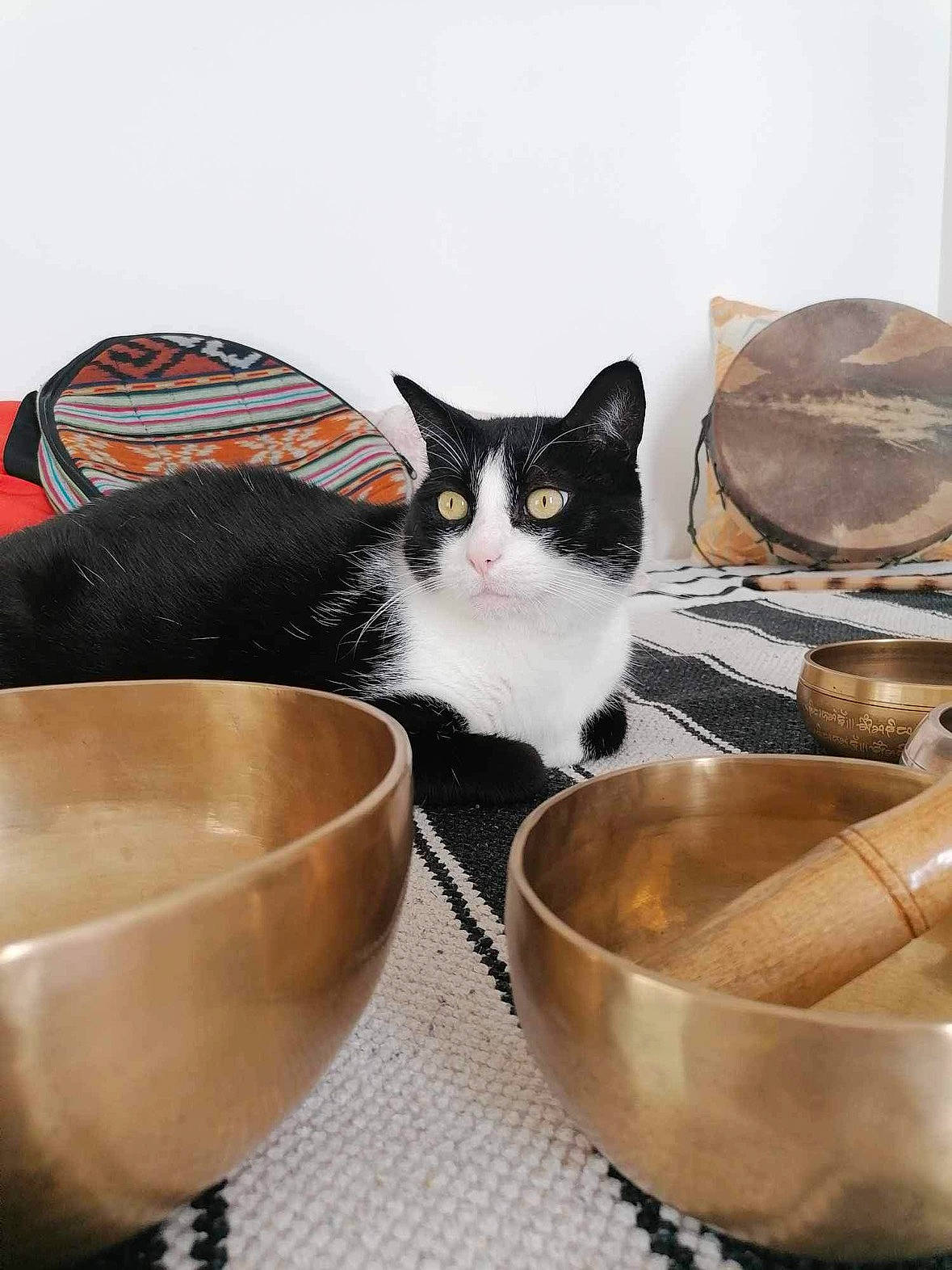 Molly participe au concours pour gagner de l'argent avec cette photo : bowl, box, carnivore, cat, cat_supply, cup, dishware, domestic_short_haired_cat, drinkware, felidae, flooring, mammal, mixing_bowl, pet_supply, porcelain, serveware, small_to_medium_sized_cats, tableware, vertebrate, whiskers