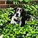 Tilly