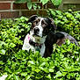dog, pet, animal, outdoor, greenery, plants, leaf, garden, sunlight, nature, collar, brown, white, black, fur, grass, brick_wall, sitting, relaxed, daylight