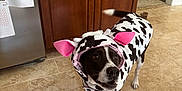 Tilly is registered to the contest to win money with this photo: dog, costume, cow_pattern, indoor, kitchen, tiled_floor, wooden_cabinet, refrigerator, magnet, drawing, pet, animal, curious, tail, pink_ears, black_and_white, flooring, canine, domestic, cute