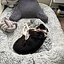 dog, bed, plush_toy, stuffed_animal, rhino, pillow, blanket, carpet, collar, sleeping, cozy, black_and_white, fur, pet, indoor, floor, soft, relaxing, cushion, animal