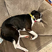 Tilly joined the competition — help win amazing prizes! dog, couch, indoor, resting, black_and_white, collar, pillow, carpet, relaxing, pet, fur, paw, canine, sleepy, domestic_animal, home, cozy, animal, companion, furniture