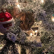 Jazmine is registered to the contest to win money with this photo: cat, christmas_tree, ornament, christmas_lights, holiday, decoration, peeking, curious_cat, feline, bauble, flocked_branches, greenery, close_up, indoor, pet, whiskers, eyes, festive, cozy, twinkle_lights